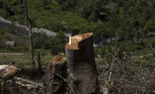 A stump of a tree is visible at a swath of land that has been cleared to make way for a corn plantation Mandar, South Sulawesi, Indonesia, Sunday, April 21, 2024. From trees felled in protected national parks to massive swaths of jungle razed for palm oil and paper plantations, Indonesia had a 27% uptick in primary forest loss in 2023 from the previous year, according to a World Resources Institute analysis of new deforestation data. (AP Photo/Yusuf Wahil)