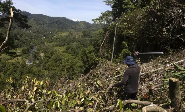 A man uses a machete to clear land to make way for a corn plantation in Polewali Mandar, South Sulawesi, Indonesia, Sunday, April 21, 2024. From trees felled in protected national parks to massive swaths of jungle razed for palm oil and paper plantations, Indonesia had a 27% uptick in primary forest loss in 2023 from the previous year, according to a World Resources Institute analysis of new deforestation data. (AP Photo/Yusuf Wahil)