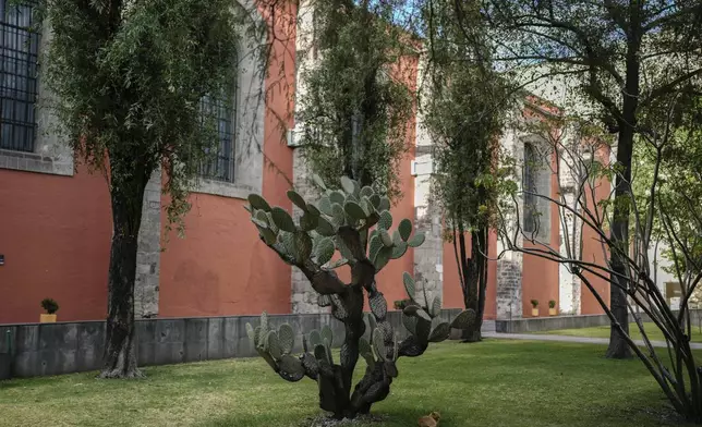 Bowie rests in the shade of a towering cactus on National Palace grounds in Mexico City, Thursday, March 4, 2024. Bowie, named after the rockstar David Bowie, is one of nineteen cats that have made history after the government of Mexican President Andrés Manuel López Obrador declared them to be "living fixed assets", the first animals in Mexico to receive the title. (AP Photo/Eduardo Verdugo)