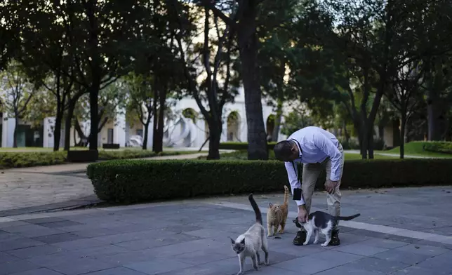 Veterinarian Jesus Arias greets Ollin in one a National Palace courtyard, in Mexico City, Thursday, March 4, 2024. Ollin is one of 19 palace cats that have made history after the government of Mexican President Andrés Manuel López Obrador declared them to be "living fixed assets", the first animals in Mexico to receive the title. (AP Photo/Eduardo Verdugo)