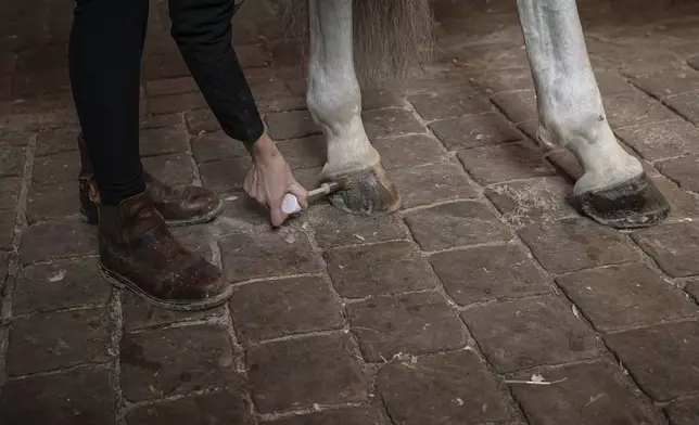 A horsewoman applies oil to her horse's hooves in the royal stables, in Versailles, Thursday, April 25, 2024. More than 340 years after the royal stables were built under the reign of France's Sun King, riders and horses continue to train and perform in front of the Versailles Palace. The site will soon keep on with the tradition by hosting the equestrian sports during the Paris Olympics. Commissioned by King Louis XIV, the stables have been built from 1679 to 1682 opposite to the palace's main entrance. (AP Photo/Aurelien Morissard)