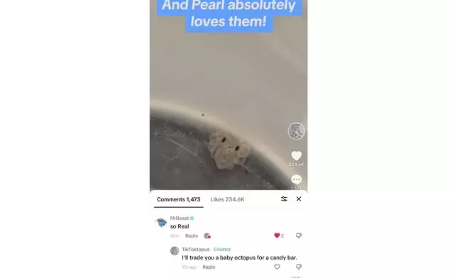 This undated photo taken by Cameron Clifford of his Tik Tok posting, shows a baby octopus hatched from Terrance, the pet octopus his son Cal adopted at their home in Edmond, Okla. The family soon learned that Terrance was female as she laid 50 eggs that later hatched, with nearly half of them surviving. Although female octopuses usually die soon after laying their eggs, Terrance is still alive four months later. (Cameron Clifford via AP)