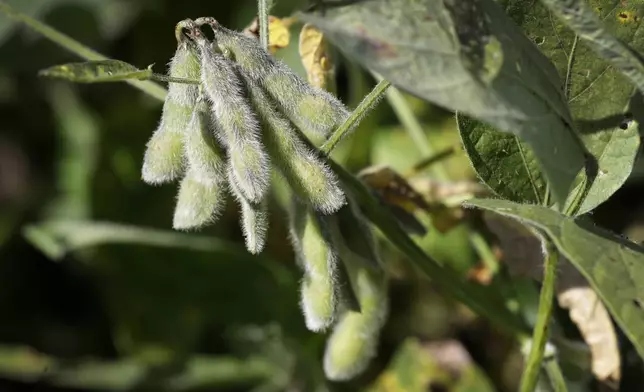 FILE - Soybeans are seen in a field on a farm, Friday, Sept. 2, 2016, in Iowa. The maker of a popular weedkiller is turning to lawmakers in key states to try to squelch legal claims that it failed to warn about cancer risks. (AP Photo/Charlie Neibergall, File)