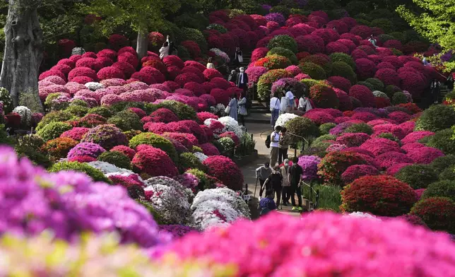 Visitors walk through azalea blossoms at Nezu Shrine on a mild spring day Monday, April 15, 2024, in Tokyo. In the Shinto beliefs, Nezu Shrine was built about 1900 years ago, and it's considered one of the oldest shrines in Tokyo. (AP Photo/Eugene Hoshiko)