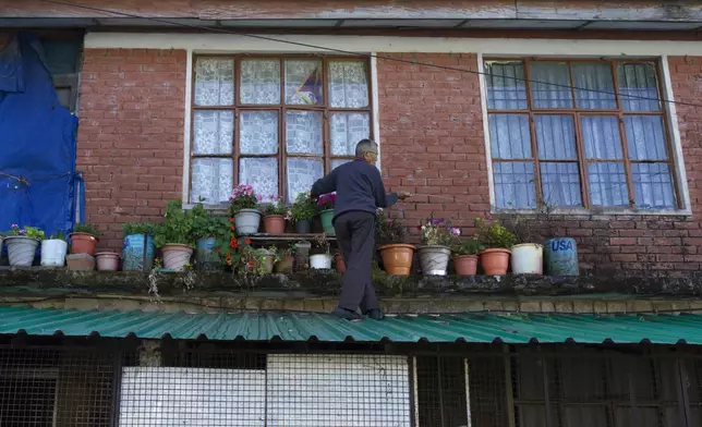 An elderly Tibetan stands on a tin roof as he waters potted plants placed below his retirement home's windows in Dharamshala, India, Friday, April 12, 2024. (AP Photo/Ashwini Bhatia)
