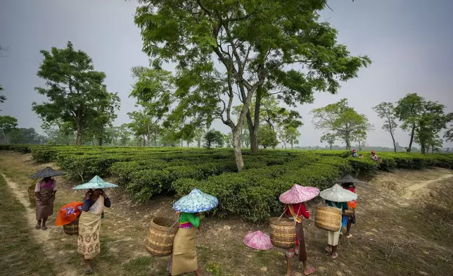 Tea garden laborers leave at the end of their work day, in Marioni in upper Assam, India, April 16, 2024. (AP Photo/Anupam Nath)