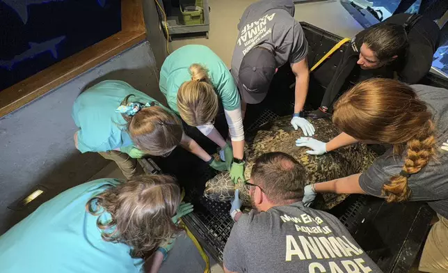 New England Aquarium staff hold to restrain Myrtle to prevent the massive sea turtle from injuring a veterinarian performing a medical examination in Boston, Tuesday, April 9, 2024. Myrtle, who's around 90 years old and weighs almost a quarter of a ton, underwent a medical examination that included blood draws as well as eye, mouth and a physical examination to ensure the creature remains in good health. (AP Photo/Rodrique Ngowi)