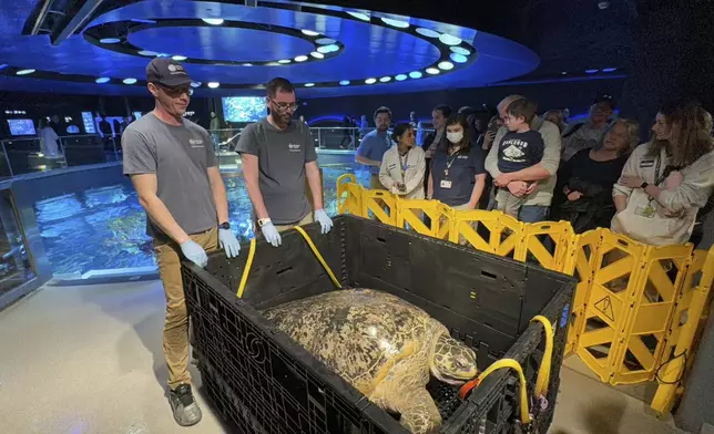 New England Aquarium staff and visitors looking at Myrtle as the massive sea turtle rests in a crate after being hoisted out of a giant ocean tank before a performed a medical examination in Boston, Tuesday, April 9, 2024. Myrtle, who's around 90 years old and weighs almost a quarter of a ton, underwent a medical examination that included blood draws as well as eye, mouth and a physical examination to ensure the creature remains in good health. (AP Photo/Rodrique Ngowi) (AP Photo/Rodrique Ngowi)