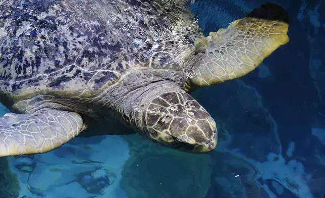 FILE - Myrtle, a green sea turtle estimated to be almost 90 years old, swims in the main tank at the New England Aquarium, April 22, 2016, in Boston. Veterinarians performed Myrtle’s check up Tuesday, April 9, 2024, after the 500-pound reptile was hoisted from the aquarium’s Giant Ocean Tank in an enormous crate on a chain. Myrtle is thought to be as many as 95 years old, which would place her just beyond the upper boundaries of the species' longevity, but aquarium staff said the big turtle is in robust condition despite her advance age. (AP Photo/Bill Sikes, File)