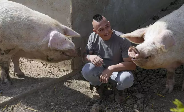 Zeljko Ilicic plays with Yorkshire pigs, found at a waste dump like piglets, in the Old Hill, sanctuary for horses in the town of Lapovo, in central Serbia, Wednesday, April 3, 2024. The 43-year-old Serbian man has set up the only sanctuary for horses in the Balkan country, providing shelter and care for dozens of animals for nearly a decade. Around 80 horses have passed through Ilicic's Staro Brdo, or Old Hill, sanctuary since it opened in 2015. (AP Photo/Darko Vojinovic)
