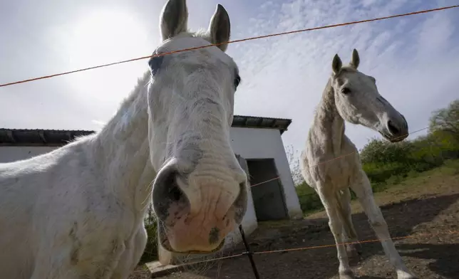 Horses stand in the Old Hill, sanctuary for horses in the town of Lapovo, in central Serbia, Wednesday, April 3, 2024. Zeljko Ilicic, 43-year-old Serbian man has set up the only sanctuary for horses in the Balkan country, providing shelter and care for dozens of animals for nearly a decade. Around 80 horses have passed through Ilicic's Staro Brdo, or Old Hill, sanctuary since it opened in 2015. (AP Photo/Darko Vojinovic)
