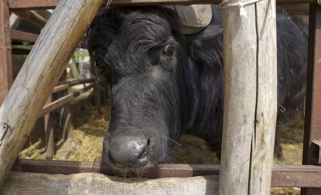 A buffalo peers out through the bars of cage in the Old Hill, sanctuary for horses in the town of Lapovo, in central Serbia, Wednesday, April 3, 2024. Zeljko Ilicic, 43-year-old Serbian man has set up the only sanctuary for horses in the Balkan country, providing shelter and care for dozens of animals for nearly a decade. Around 80 horses have passed through Ilicic's Staro Brdo, or Old Hill, sanctuary since it opened in 2015. (AP Photo/Darko Vojinovic)