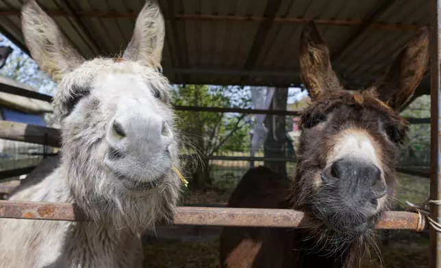 Two donkeys peer out through the bars of cage in the Old Hill, sanctuary for horses in the town of Lapovo, in central Serbia, Wednesday, April 3, 2024. Zeljko Ilicic, 43-year-old Serbian man has set up the only sanctuary for horses in the Balkan country, providing shelter and care for dozens of animals for nearly a decade. Around 80 horses have passed through Ilicic's Staro Brdo, or Old Hill, sanctuary since it opened in 2015. (AP Photo/Darko Vojinovic)
