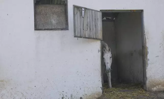 A horse peers out from his stall in the Old Hill, sanctuary for horses in the town of Lapovo, in central Serbia, Wednesday, April 3, 2024. Zeljko Ilicic, 43-year-old Serbian man has set up the only sanctuary for horses in the Balkan country, providing shelter and care for dozens of animals for nearly a decade. Around 80 horses have passed through Ilicic's Staro Brdo, or Old Hill, sanctuary since it opened in 2015. (AP Photo/Darko Vojinovic)