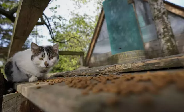 One of the saved cats eats in the Old Hill, sanctuary for horses in the town of Lapovo, in central Serbia, Wednesday, April 3, 2024. Zeljko Ilicic, 43-year-old Serbian man has set up the only sanctuary for horses in the Balkan country, providing shelter and care for dozens of animals for nearly a decade. Around 80 horses have passed through Ilicic's Staro Brdo, or Old Hill, sanctuary since it opened in 2015. (AP Photo/Darko Vojinovic)