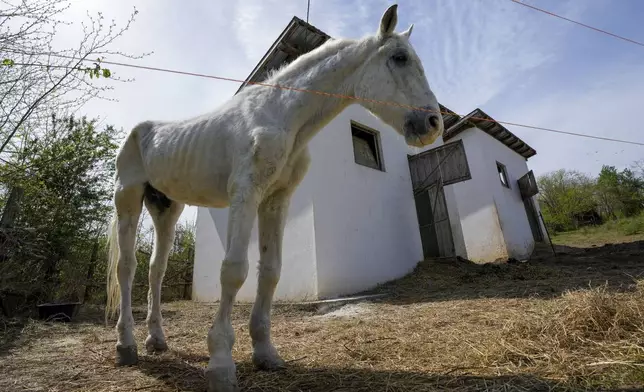 A horse stands in the Old Hill, sanctuary for horses in the town of Lapovo, in central Serbia, Wednesday, April 3, 2024. Zeljko Ilicic, 43-year-old Serbian man has set up the only sanctuary for horses in the Balkan country, providing shelter and care for dozens of animals for nearly a decade. Around 80 horses have passed through Ilicic's Staro Brdo, or Old Hill, sanctuary since it opened in 2015. (AP Photo/Darko Vojinovic)