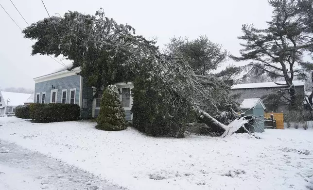 A tree is uprooted and leans against a home, Thursday, April 4, 2024, in Kennebunk, Maine, following a spring snowstorm. (Gregory Rec/Portland Press Herald via AP)