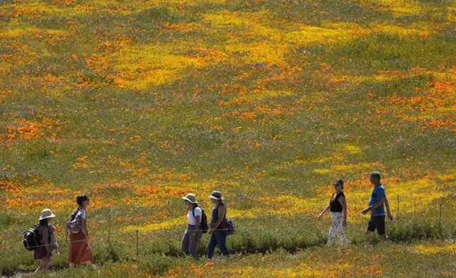 FILE - Visitors walk on a pathway amid fields of blooming flowers at the Antelope Valley California Poppy Reserve, Monday, April 10, 2023, in Lancaster, Calif. (AP Photo/Marcio Jose Sanchez, File)