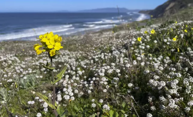 Overlooking the Pacific Ocean, flowers bloom in Mussel Rock Park in Daly City, Calif., Monday, April 1, 2024. Carpets of tiny, rain-fed wildflowers known as "Superblooms" are appearing in parts of California and Arizona. Their arrival draws droves of visitors who stop to glimpse the flashes of color and pose for pictures. (AP Photo/Haven Daley)