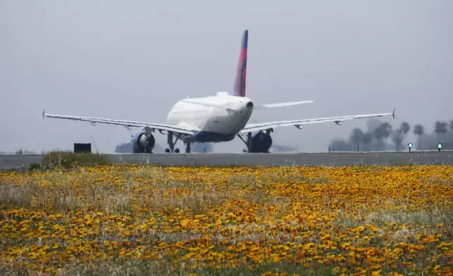 Flowers carpet the ground around the runways as a jet taxis at the Los Angeles International Airport in Los Angeles Friday, April 12, 2024. Carpets of tiny, rain-fed wildflowers known as "Superblooms" are appearing in parts of California and Arizona. Their arrival draws droves of visitors who stop to glimpse the flashes of color and pose for pictures. (AP Photo/Damian Dovarganes)