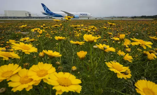 Flowers carpet the ground near the runways at the Los Angeles International Airport in Los Angeles Friday, April 12, 2024. Carpets of tiny, rain-fed wildflowers known as "Superblooms" are appearing in parts of California and Arizona. Their arrival draws droves of visitors who stop to glimpse the flashes of color and pose for pictures. (AP Photo/Damian Dovarganes)