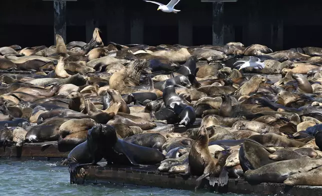 Hundreds of sea lions gather on the docks at Pier 39, Tuesday, April 30, 2024, in San Francisco. According to harbormaster Sheila Candor, the sea lion count has been the largest in 15 years. (Yuri Avila/San Francisco Chronicle via AP)