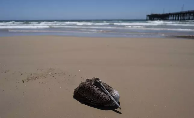 A sick pelican sits on the beach in Newport Beach, Calif., Tuesday, May 7, 2024. It is not immediately clear what is sickening the birds. Some wildlife experts noted the pelicans are malnourished, though marine life abounds off the Pacific Coast. (AP Photo/Jae C. Hong)