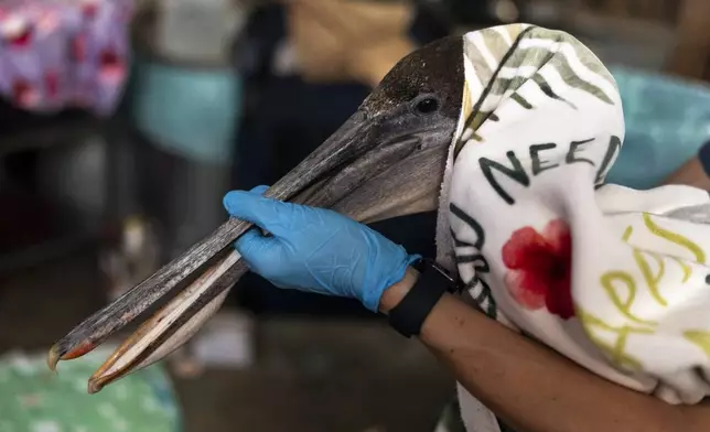 Volunteer Jason Foo holds a rescued pelican by its beak while treating the bird at the Wetlands and Wildlife Care Center in Huntington Beach, Calif., Tuesday, May 7, 2024. (AP Photo/Jae C. Hong)