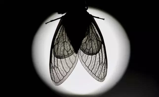 The veins of an adult periodical cicada's translucent wings are silhouetted by a distant building light, shortly after shedding its nymphal skin, Saturday, May 18, 2024, in Charleston, Ill. (AP Photo/Carolyn Kaster)