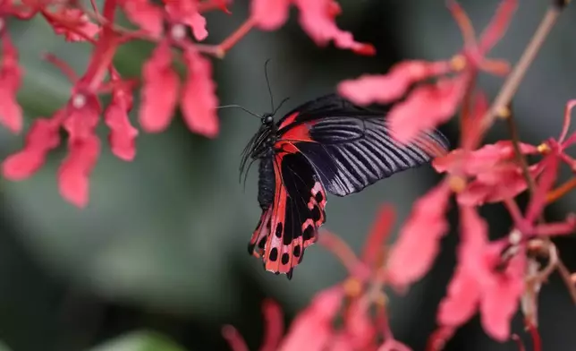 A Papilio Rumanzovia butterfly flies through flowers at the greenhouse of the Museo delle Scienze (MUSE), a science museum in Trento, Italy, Monday, May 6, 2024. The Butterfly Forest was created to bring public awareness to some of the research that MUSE is doing in Udzungwa Mountains to study and protect the world’s biodiversity against threats such as deforestation and climate change. (AP Photo/Luca Bruno)