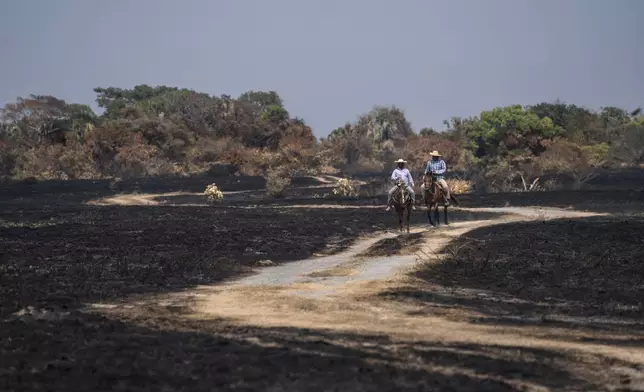 Residents mounted on horse ride past fields charred by wildfires, in La Tuna, Veracruz state, Mexico, Saturday, May 18, 2024. (AP Photo/Felix Marquez)