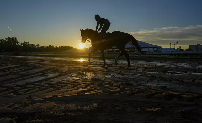 An outrider rides a horse on the track as horses work out ahead of the 149th running of the Preakness Stakes horse racing weekend at Pimlico Race Course, Thursday, May 16, 2024, in Baltimore. (AP Photo/Julio Cortez)