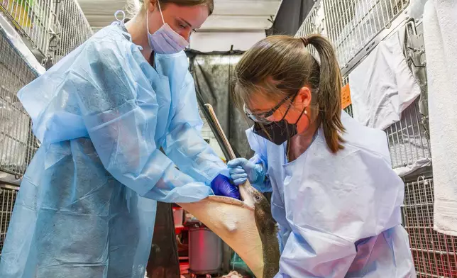 Lindsey Campbell, left, a senior wildlife tech, is assisted by volunteer Lan Wiborg in feeding a malnourished brown pelican at Wildlife Care Center in Huntington Beach, Calif., on Friday, May 3, 2024. (Leonard Ortiz/The Orange County Register via AP)