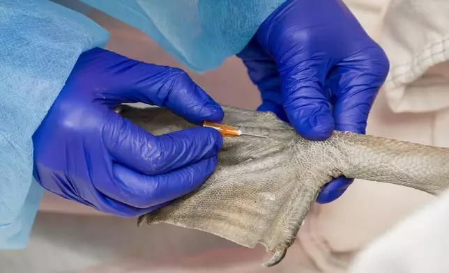 Lindsey Campbell a senior wildlife tech at Wildlife Care Center, takes a blood sample from a brown pelican in Huntington Beach, Calif., on Friday, May 3, 2024, after the center was inundated with with starving brown pelicans after a mass stranding over the past few weeks. (Leonard Ortiz/The Orange County Register via AP)