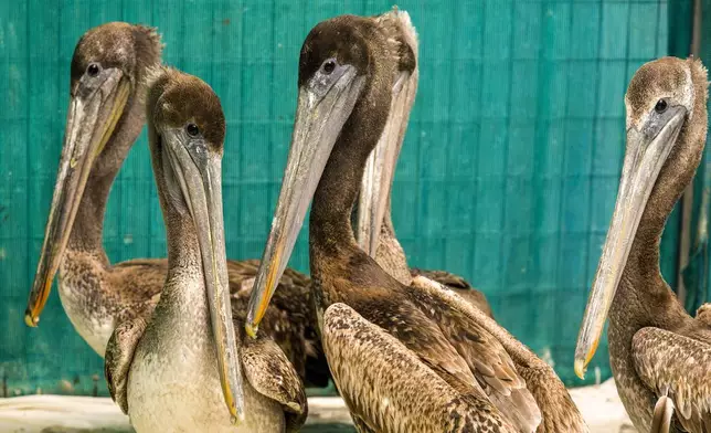 Brown pelicans that were starving recuperate at the Wildlife Care Center in Huntington Beach, Calif., on Friday, May 3, 2024, after a mass stranding of species over the past few weeks. (Leonard Ortiz/The Orange County Register via AP)