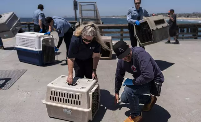 Debbie McGuire, left, executive director of the Wetlands and Wildlife Care Center, and Newport Beach police officers prepare cages to rescue sick pelicans in Newport Beach, Calif., Tuesday, May 7, 2024. (AP Photo/Jae C. Hong)
