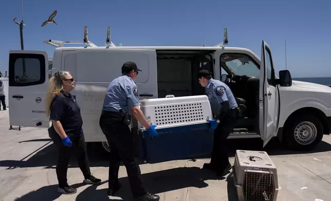 Debbie McGuire, left, of the Wetlands and Wildlife Care Center, watches as Newport Beach police officers load cages carrying sick pelicans into a van for treatment in Newport Beach, Calif., Tuesday, May 7, 2024. It is not immediately clear what is sickening the birds. Some wildlife experts noted the pelicans are malnourished, though marine life abounds off the Pacific Coast. (AP Photo/Jae C. Hong)