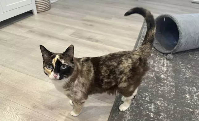 In this photo provided by Carrie Clark of Lehi, Utah, is Galena, a 6-year-old house cat. Clark says Galena went missing after jumping into a box being returned to Amazon without its owners noticing. (Carrie Clark via AP Photo)