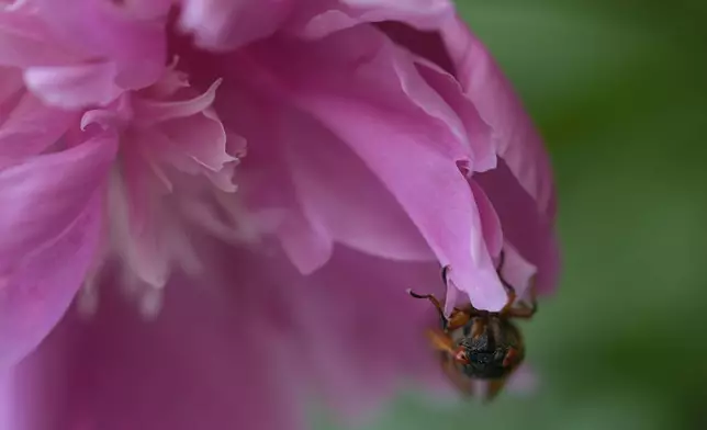 An adult periodical cicada clings to a peony flower on Friday, May 17, 2024, in Charleston, Ill. (AP Photo/Carolyn Kaster)