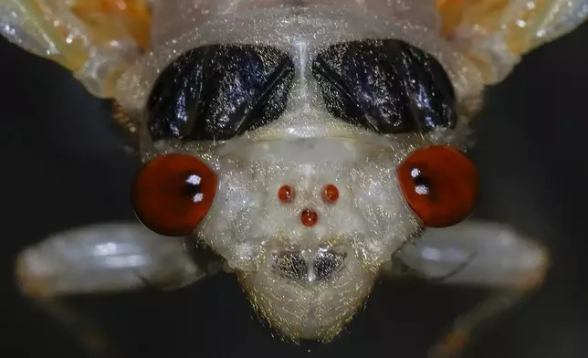 An adult periodical cicada, in the process of shedding its nymphal skin, is visible on Saturday, May 11, 2024, in Cincinnati. There are two large compound eyes, which are used to visually perceive the world around them, and three small, jewel-like, simple eyes called ocelli at center. (AP Photo/Carolyn Kaster)