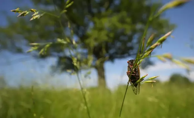 A periodical cicada appears in a hay field at Lincoln Log Cabin State Historic Site on Sunday, May 19, 2024, in Lerna, Ill. (AP Photo/Carolyn Kaster)