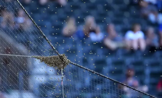 A swarm of bees gather on the net behind home plate delaying the start of a baseball game between the Los Angeles Dodgers and the Arizona Diamondbacks, Tuesday, April 30, 2024, in Phoenix. (AP Photo/Matt York)
