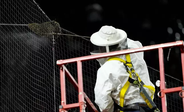 A bee keeper removes a swarm of bees gathered on the net behind home plate delaying the start of a baseball game between the Los Angeles Dodgers and the Arizona Diamondbacks, Tuesday, April 30, 2024, in Phoenix. (AP Photo/Matt York)