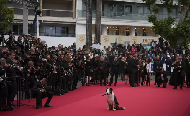 Messi the dog poses for photographers upon arrival at the awards ceremony and the premiere of the film 'The Second Act' during the 77th international film festival, Cannes, southern France, Tuesday, May 14, 2024. (Photo by Daniel Cole/Invision/AP)
