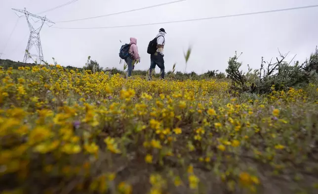 People seeking asylum walk through a field of wildflowers as they wait to be processed after crossing the border with Mexico nearby, Thursday, April 25, 2024, in Boulevard, Calif. Mexico has begun requiring visas for Peruvians in response to a major influx of migrants from the South American country. The move follows identical ones for Venezuelans, Ecuadorians and Brazilians, effectively eliminating the option of flying to a Mexican city near the U.S. border. (AP Photo/Gregory Bull)
