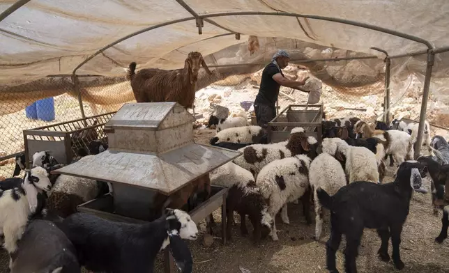 A Bedouin man attends his herd after he fled his home following a wave of attacks by Israeli settlers, Tuesday, April 30, 2024. (AP Photo/Nasser Nasser)