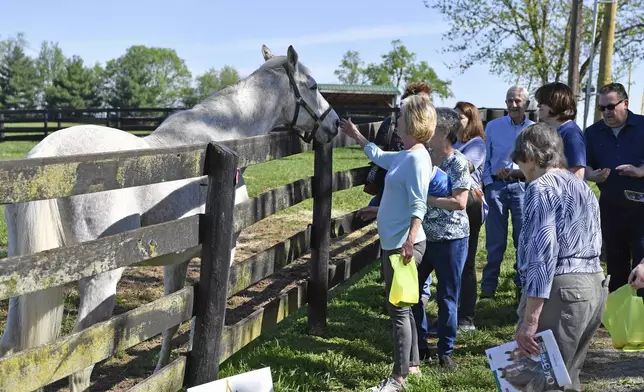 A group of tourists greet the 1997 Kentucky Derby winner Silver Charm, during a tour of Old Friends Farm in Georgetown, Ky., Thursday, April 18, 2024. At the age of 30, Silver Charm, the oldest living Derby winner lives in retirement at the farm, dedicated to retired thoroughbred race horses. (AP Photo/Timothy D. Easley)