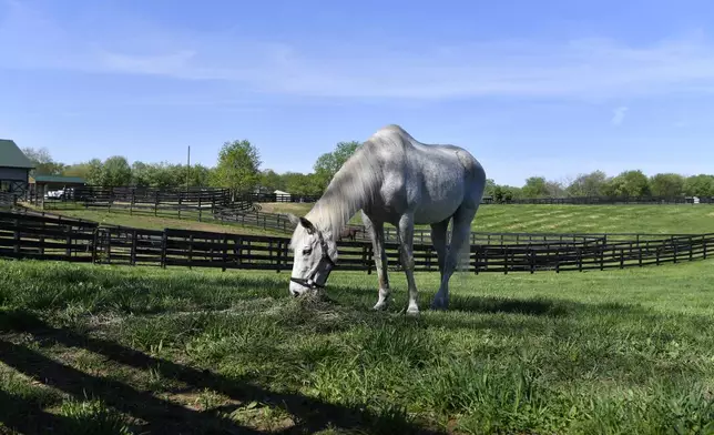 Silver Charm, the 1997 Kentucky Derby winner eats his breakfast at Old Friends Farm in Georgetown, Ky., Thursday, April 18, 2024. Silver Charm the oldest living Derby winner at the age of 30, lives his life of retirement at the farm dedicated to retired thoroughbred race horses. (AP Photo/Timothy D. Easley)