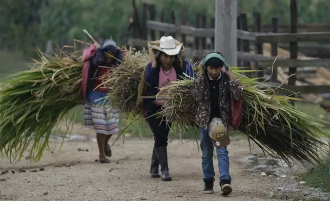 A family carries grass they cut for their livestock in Plan de Ayala, a Tojolabal village in the Las Margaritas municipality of Chiapas state, Mexico, Thursday, May 2, 2024. Two women are on Mexico’s ballot for president while women in some Indigenous areas have no voice in their own villages. However, with help from younger generations, some Indigenous women are pushing for change. (AP Photo/Marco Ugarte)