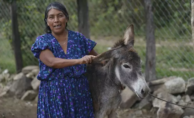 Julia Mendez, a textile weaver, poses for a photo with her work donkey in the Bajucu village of the Las Margaritas municipality, Chiapas state, Mexico, Wednesday, May 1, 2024. When asked about two women being on the presidential election ballot, Mendez said she wasn't sure if a woman would know how to be a good president, but she liked the idea of women being in charge, something she saw in neighboring Oaxaca state. "Women run things there," she said. "They make soap, handicrafts, I liked it a lot. They have their own money." (AP Photo/Marco Ugarte)
